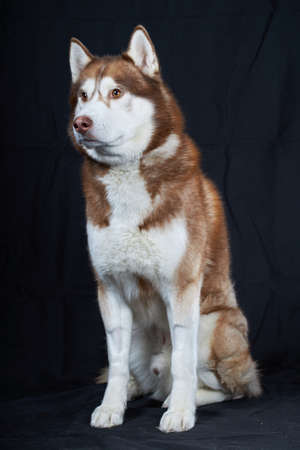 Cunning look red Siberian husky dog. Studio portrait husky dog on black background.の写真素材
