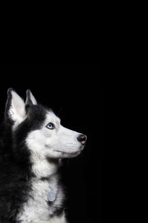 Studio art portrait beautiful husky dog with blue eyes. Dog looks up.の写真素材