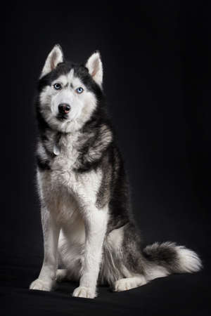 Beautiful Siberian husky dog on black background.の写真素材