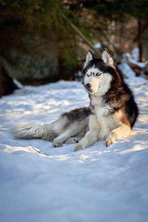Portrait cute husky dog on the snow in sunny evining