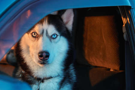 Hasky dog sits in the car in the driver's seat in the rays of the evening sun.の写真素材