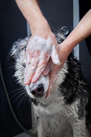 Washing husky dog. Muzzle wash. Washes face with shampoo. Muzzle in foam.の写真素材