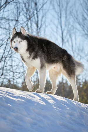 Cute playful husky dog on walk in sunny winter forestの写真素材
