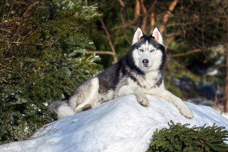 Siberian husky dog portrait in winter coniferous forestの写真素材