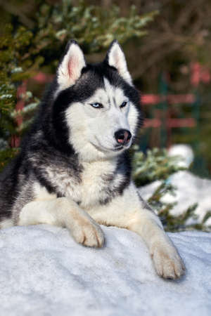 Siberian husky dog portrait in winter coniferous forestの写真素材