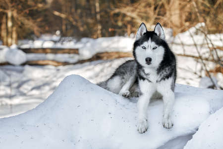 Cute playful husky dog on walk in sunny winter forestの写真素材