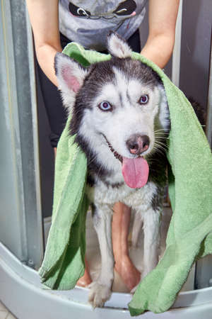 The dog is wiped with a towel after washing.の写真素材