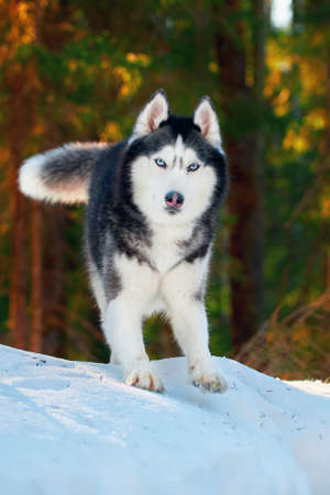Husky dog play on the snow in the morning winter forest.