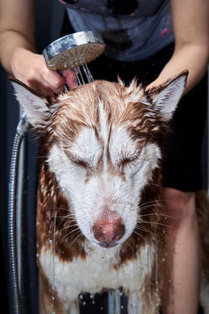 Stream of water from the shower is poured on the dogs head.の写真素材