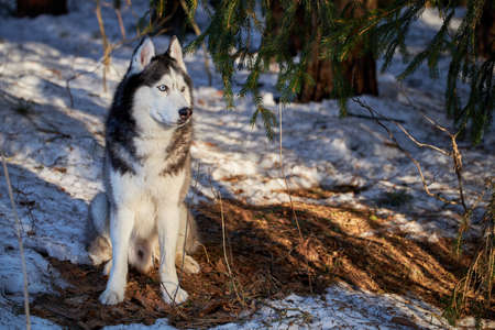 A blue-eyed husky dog on the snow in sunny spring forest. Portrait cute Siberian Husky Dog.