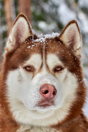 Siberian Husky dog portrait close up, Siberian Husky head front view with ginger and white coat color, sled dog breed. Husky dog for walk outdoor, blurred green forest background.の写真素材
