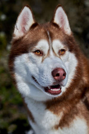 Portrait of a red Siberian Husky.の写真素材