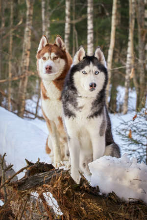 Portrait of two husky dogs sitting on the trunk of a tree in a winter forest.の写真素材