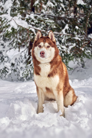 Portrait red Siberian Husky dog on the background of the winter forestの写真素材
