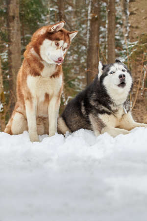 A couple of Siberian huskies sit on a fallen tree in a winter forest.