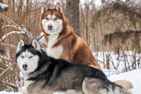 A couple of Siberian huskies sit on a fallen tree in a winter forest.
