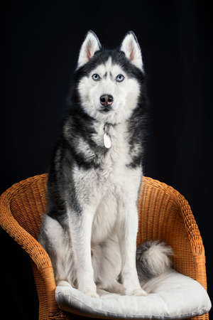 Studio portrait husky dog. Husky on black backgroundの写真素材