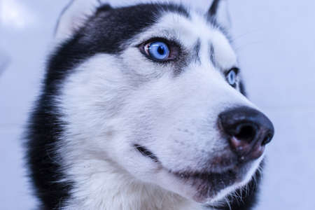 Close-up portrait on wide-angle lens of blue-eyed husky dog.の写真素材