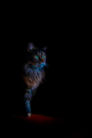 The silhouette of a green-eyed cat in a dark room in a beam of lightの写真素材