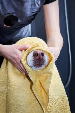 The dog is wiped with a towel after washing.の写真素材