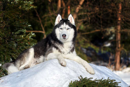 Cute husky dog funny play on snow covered hillside in an evening sunny winter forestの写真素材