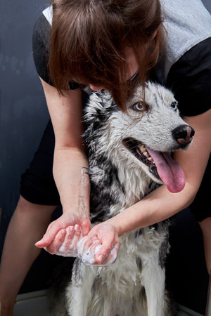 Cute Siberian husky dog washing.の写真素材