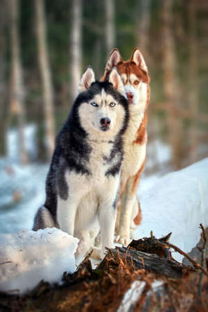 Portrait two cute husky dogs sitting on the trunk tree in winter sunny forestの写真素材