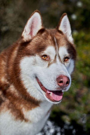 Portrait of a red Siberian Husky.の写真素材