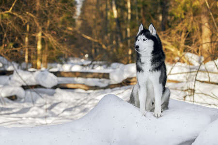 A blue-eyed husky dog wolf lies on the snow in sunny winter forest. Portrait cute Siberian Husky Dog.の写真素材