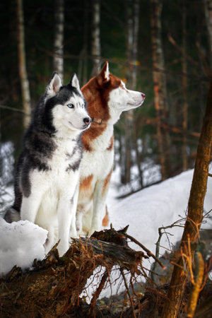 A couple of Siberian huskies sit on a fallen tree in a winter forest.の写真素材