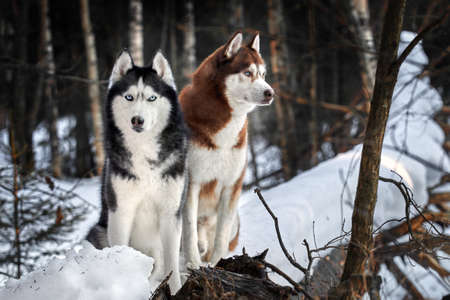 Portrait of two husky dogs sitting on the trunk of a tree in a winter forest.の写真素材