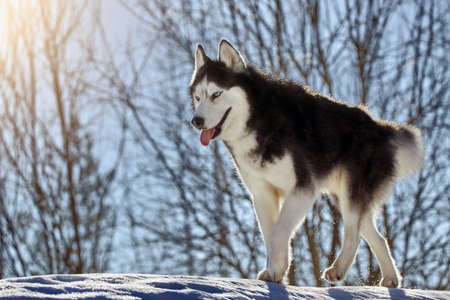 Cute playful husky dog on walk in sunny winter forestの写真素材