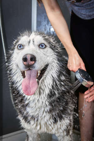 Cute Siberian husky dog washing.の写真素材