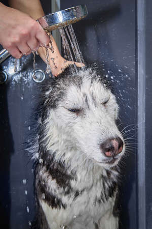 Hands soap the dog, dog washing.の写真素材