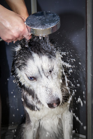 Hands soap the dog, dog washing.の写真素材