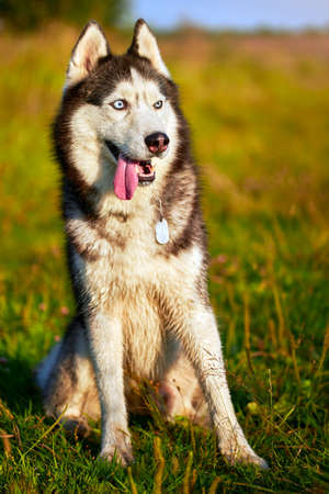 Cute Siberian husky smiling portrait with sun light background.の写真素材