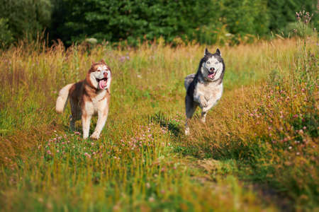 Husky dogs have fun playing on a walk in the park. Husky dogs quickly rush forward and look at the camera.の写真素材