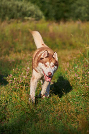 A cheerful funny husky dog quickly runs forward on the grass on a sunny evening on a walk.の写真素材