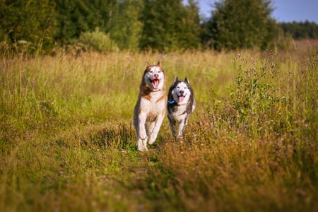 Husky dogs have fun playing on a walk in the park. Husky dogs quickly rush forward and look at the camera.の写真素材