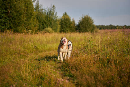 Husky dogs have fun playing on a walk in the park. Husky dogs quickly rush forward and look at the camera.の写真素材