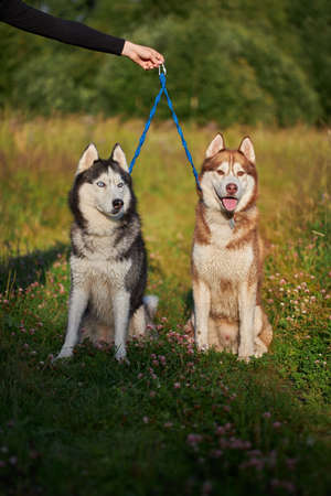 Cute two husky dogs portrait.の写真素材