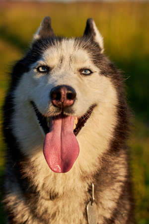 Happy smiling face of a husky dog close-up.の写真素材