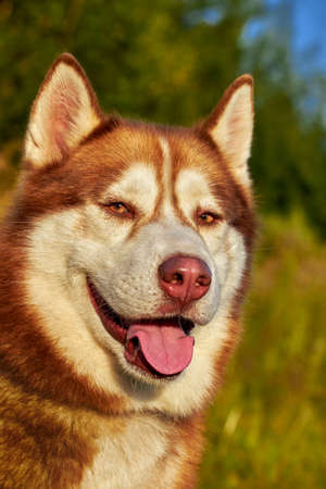 Happy smiling face of a red husky dog close-up.