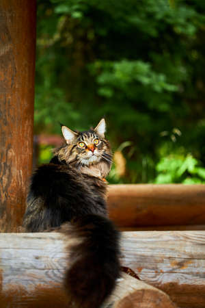 Big beautiful Maine Coon cat on a log and looking at the cameraの写真素材