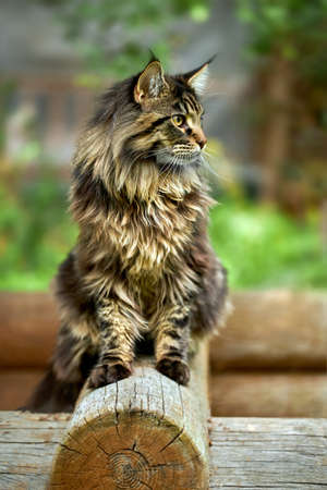 Large beautiful Maine Coon cat, close-up portrait striped domestic cat sitting on the log. Image for veterinary clinics, sites about cats, for cat foodの写真素材