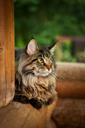 Large beautiful Maine Coon cat, close-up portrait striped domestic cat sitting on the log. Image for veterinary clinics, sites about cats, for cat foodの写真素材