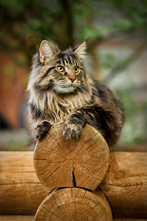 Big beautiful Maine Coon cat on a log and looking at the cameraの写真素材