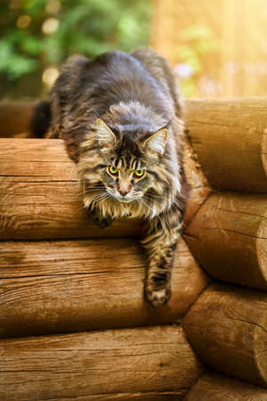 Big beautiful Maine Coon cat on a logの写真素材