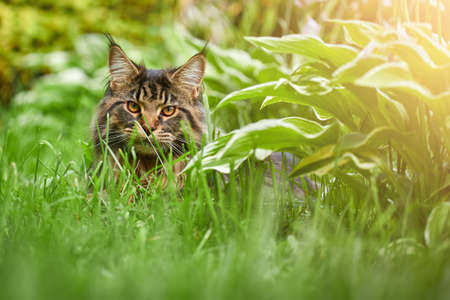 fluffy tabby white maine coon cat outdoors in sunny green garden walking towards camera lookingの写真素材