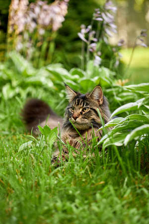 fluffy tabby white maine coon cat outdoors in sunny green garden walking towards camera lookingの写真素材